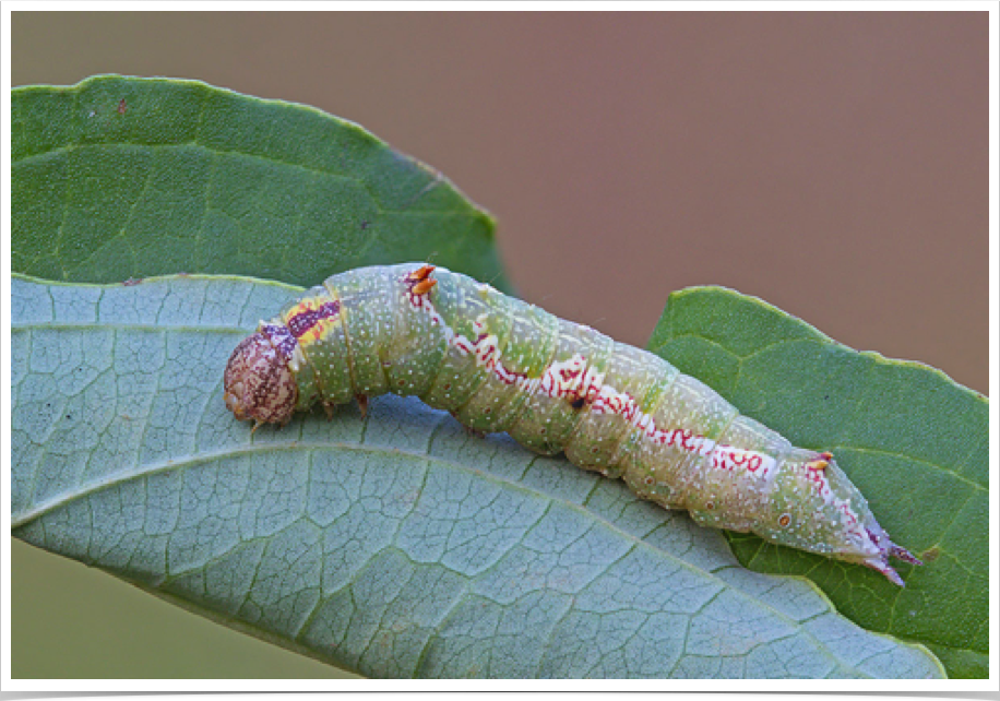 Hyparpax aurora
Pink Prominent
Lauderdale County, Alabama